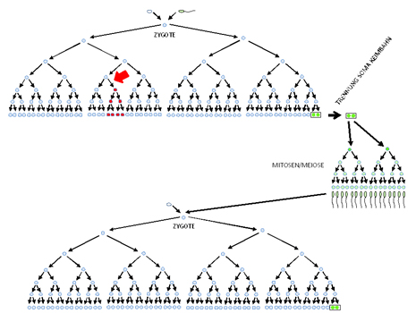 media/vet/module 11/abb04.jpg